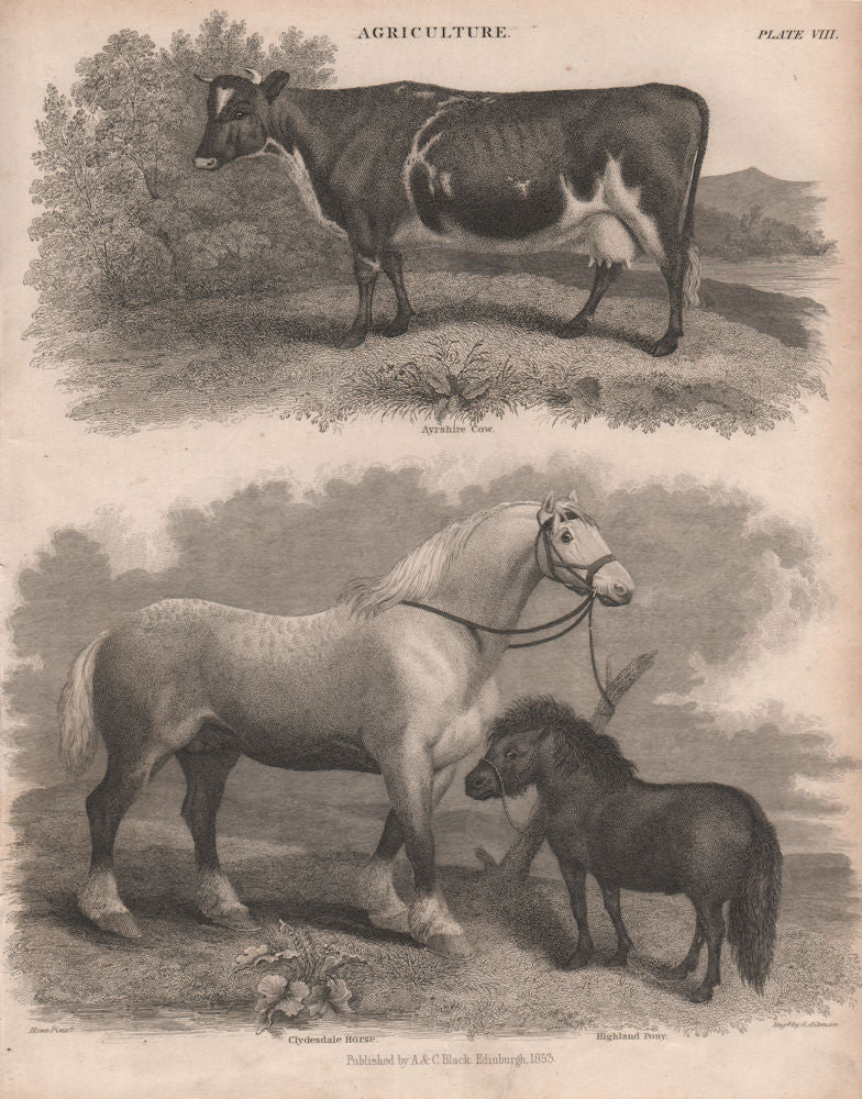 Agriculture. Ayrshire Cow. Clydesdale Horse. Highland Pony. BRITANNICA 1860